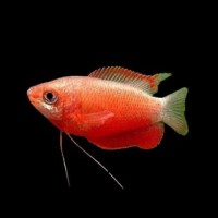 Colisa labiosa red
